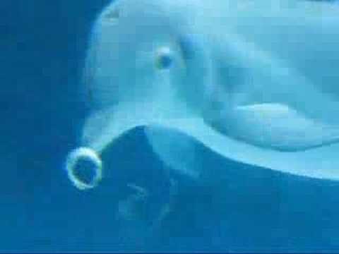 Delfines jugando con burbujas