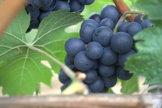 El Resveratrol, ¿es la molécula de la eterna juventud?