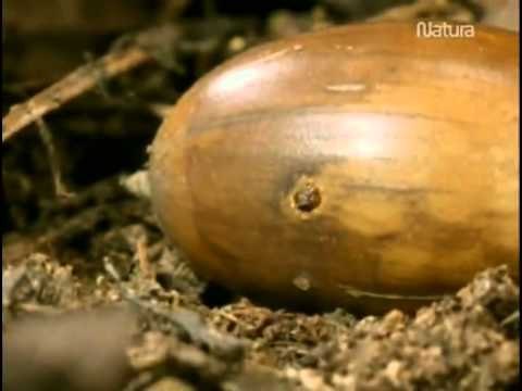 Animales ingenieros.