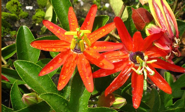 Cumple tus tareas con amor