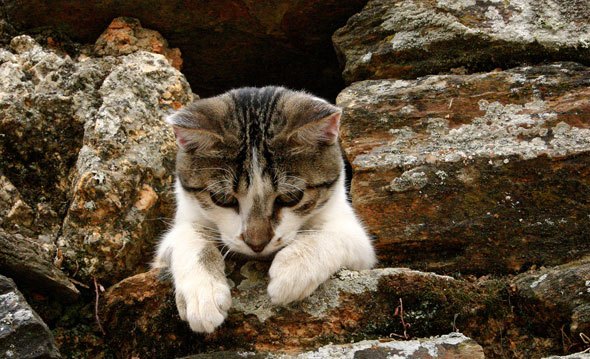 Una mascota en la familia