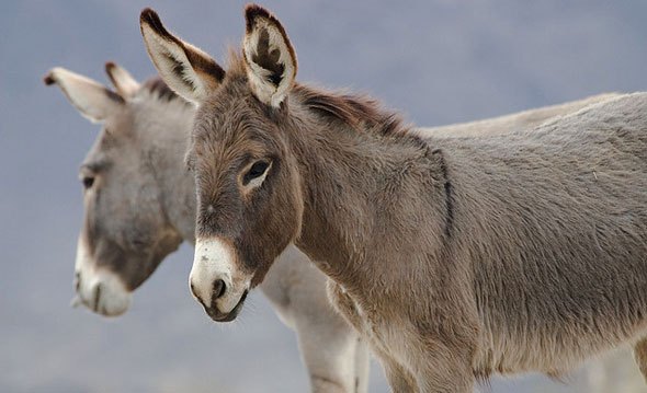 El campesino y el burro