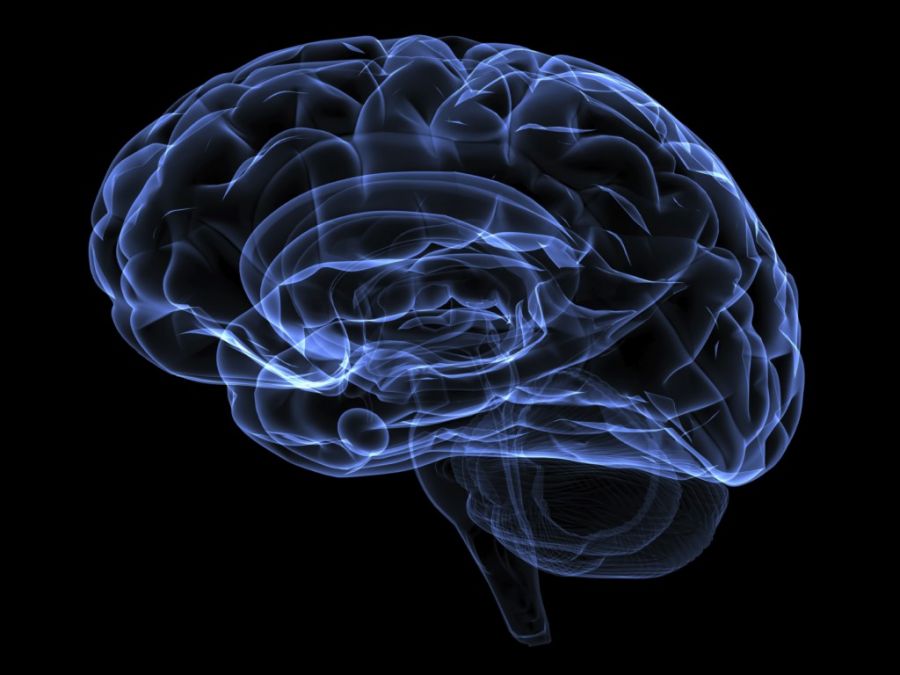 Neurogénesis: 5 formas de regenerar neuronas
